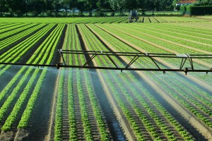 automatic irrigation system in the field of green lettuce